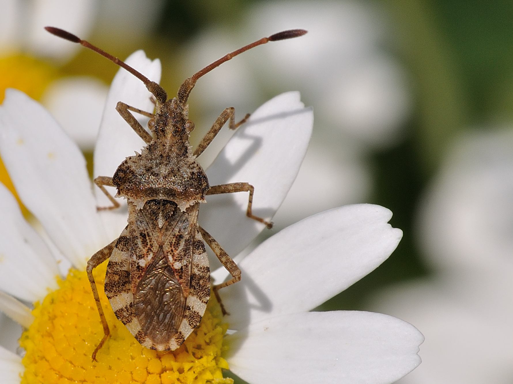 Coreidae: Centrocoris spiniger  dell''Abruzzo (AQ)